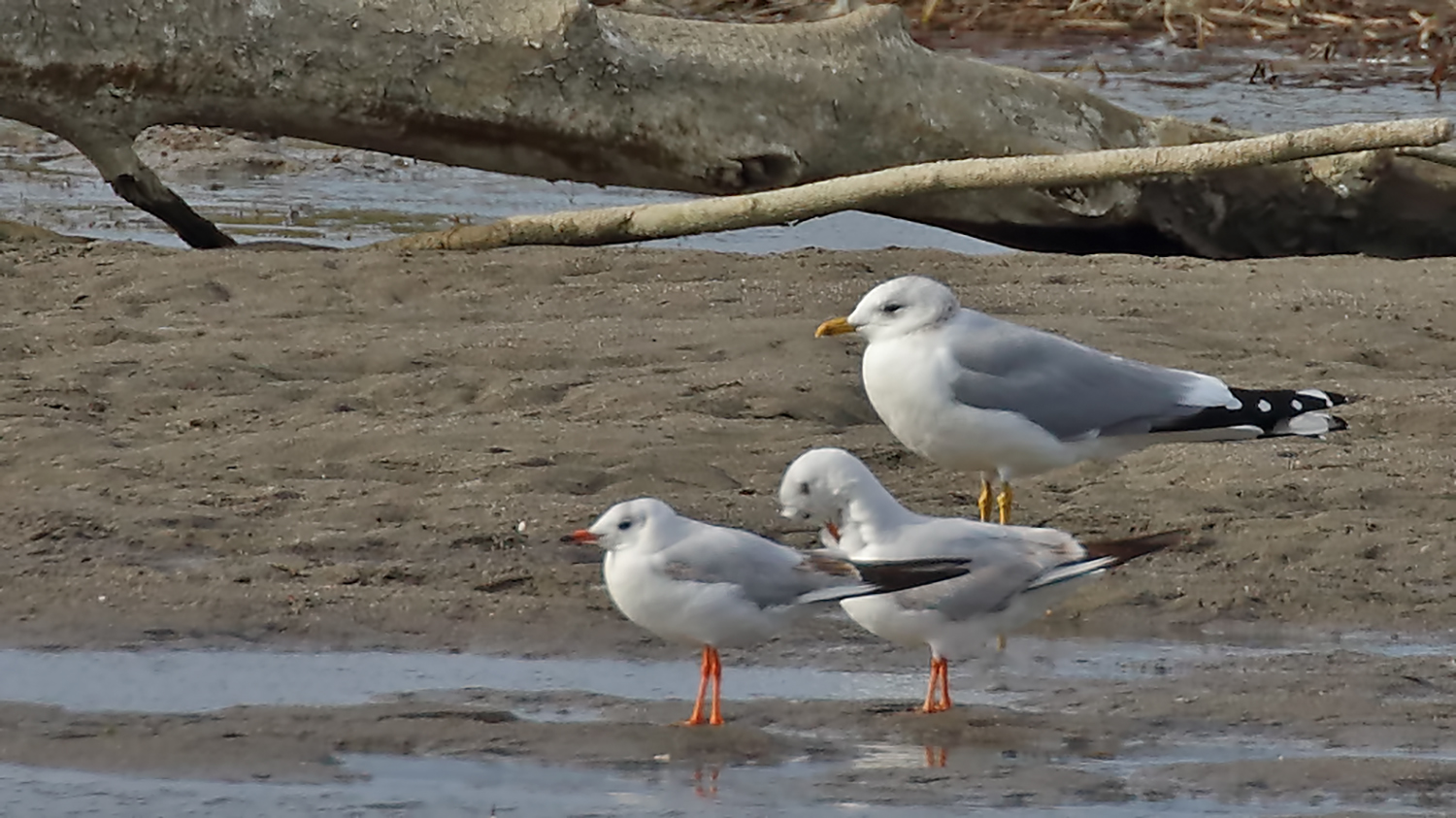 Mew Gull